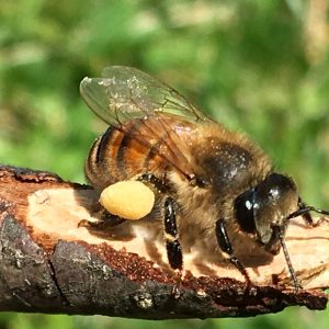 Cowbee Pin