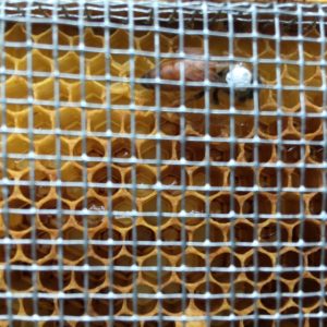 1 3/4 Gallon Frame Feeder - Deep Frame