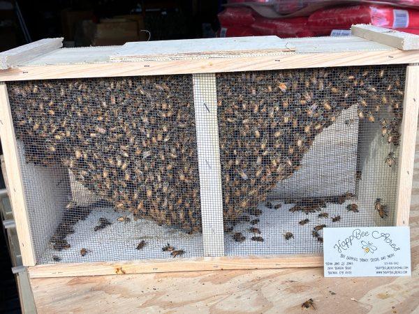 First Year Hive Kit With A Package of Bees!