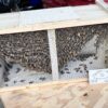 3 lb Package Bees with Mated Queen