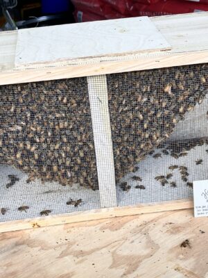 3 lb Package Bees with Mated Queen
