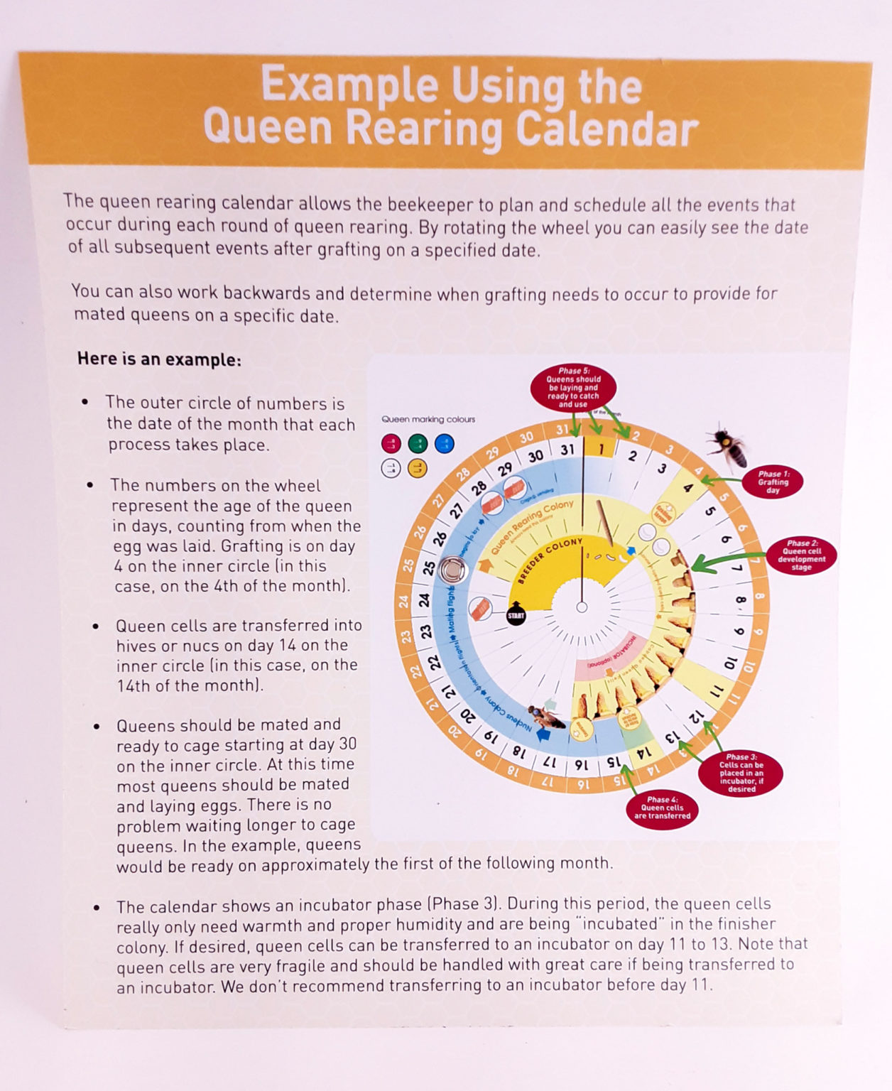 Queen Rearing Calendar Wheel HappBee Acres Bee Supply