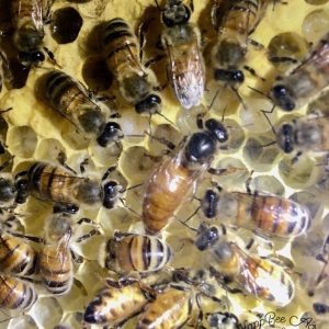 Mated Queens