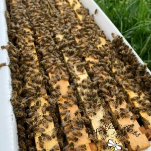 Local 5 Frame Nuc With Bees