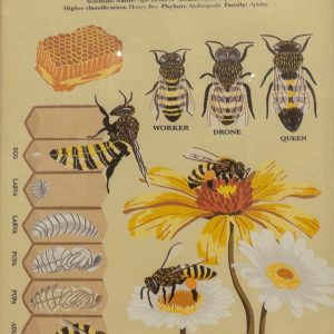 The Life of The Honeybee Canvas Print