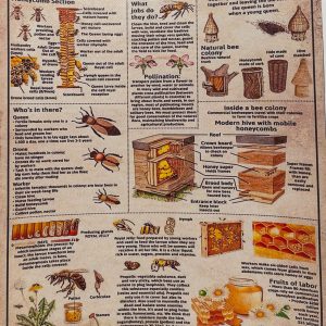 Honey Bee Knowledge Canvas Print