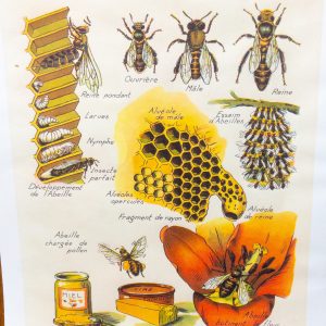 La Vie De L’abeille Canvas Print