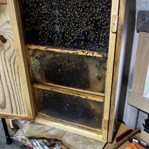 9 Frame Observation Hive