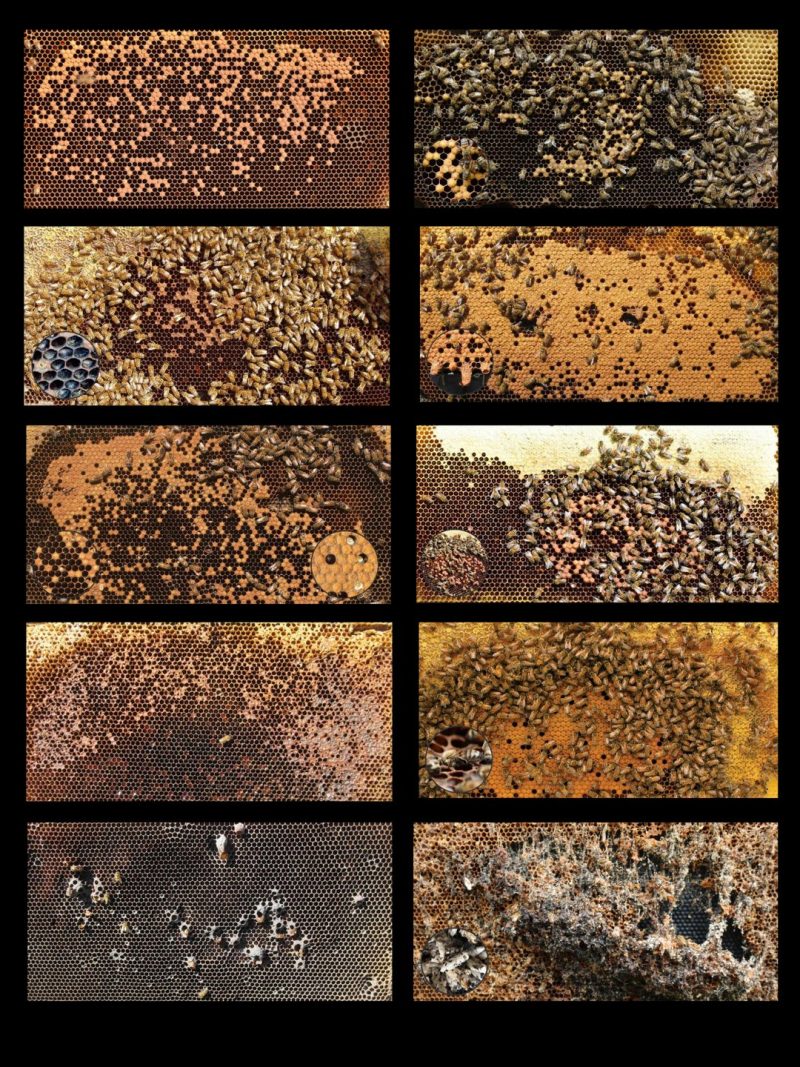 Educational Hive Photo Frame Insert University of Guelph HappBee