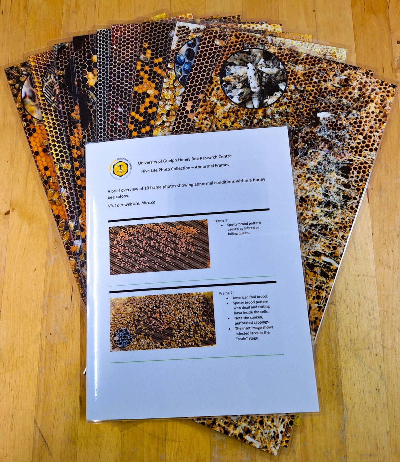 Educational Hive Photo Frame Insert University of Guelph HappBee