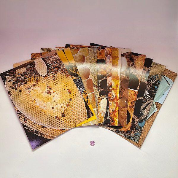 Honey Bee Study Prints