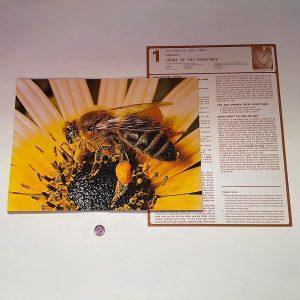 Honey Bee Study Prints
