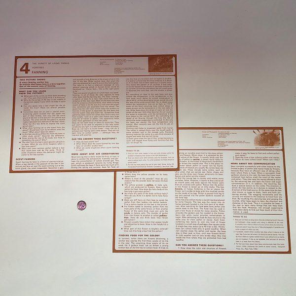 Honey Bee Study Prints