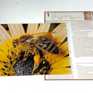 Honey Bee Study Prints