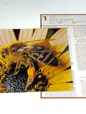 Honey Bee Study Prints