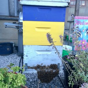 First Year Hive Kit With A Package of Bees!