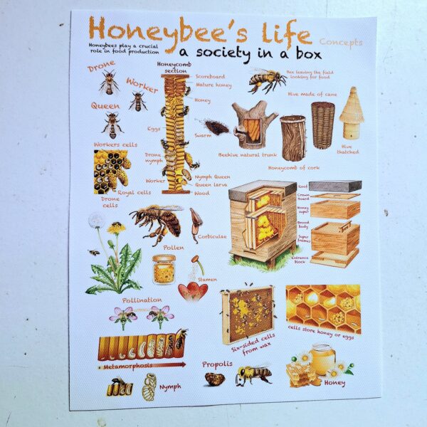 Honeybee’s Life Concepts Canvas Print