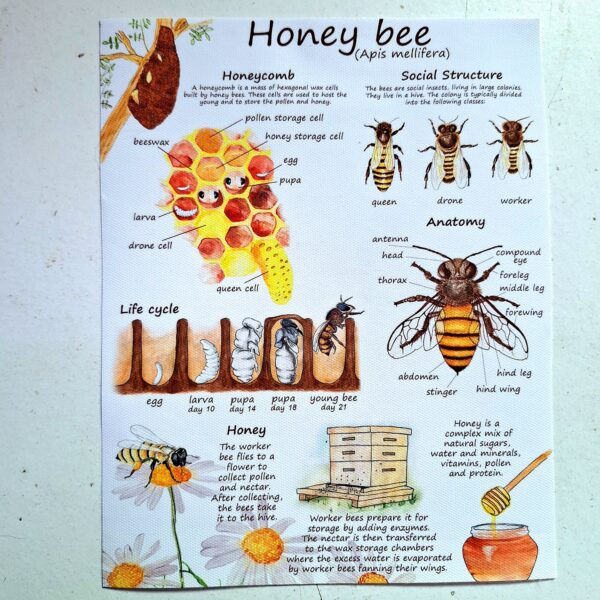 Honey bee Info Canvas Print