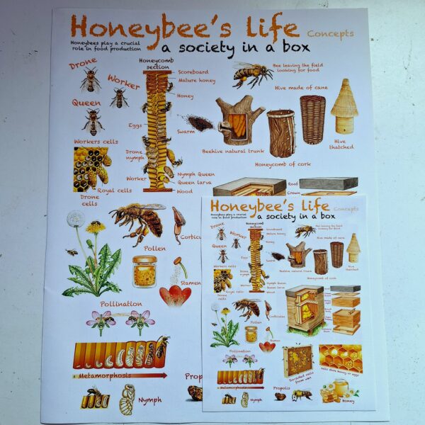 Honeybee’s Life Concepts Canvas Print